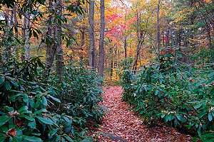 Wolf Rocks Trail