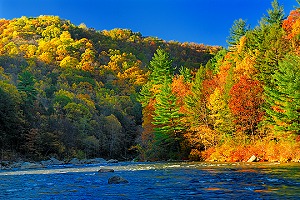 Eastern Hemlock Tree