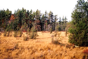 Autumn Colors at the Spruce Flats Bog