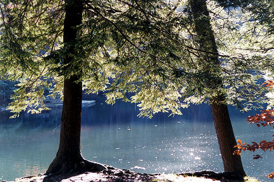 Eastern Hemlock Trees at Kooser State Park Picture