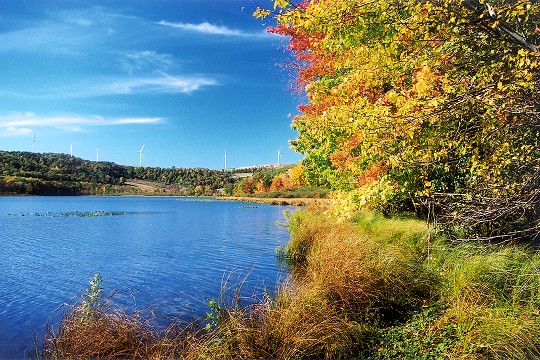 Autumn Along Cranberry Glade Lake's Shoreline Picture