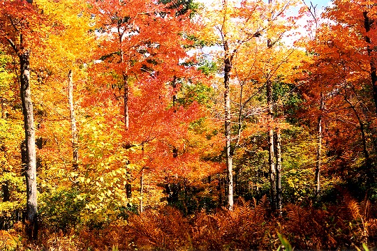 A Symphony of Autumn Color in Forbes State Forest Picture