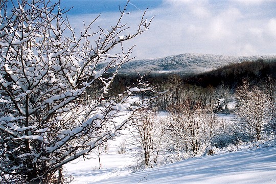 A Heavy Snowfall Along the Slopes of Laurel Ridge Picture