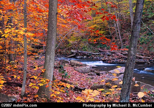 Trees of Autumn Color Along Dunbar Creek Picture