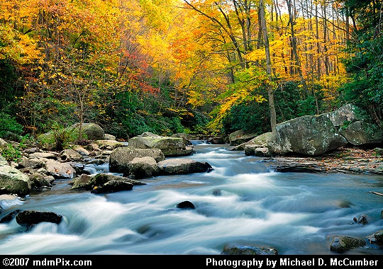 Yellow Foliage along Meadow Run's Fast Flowing Waters Picture