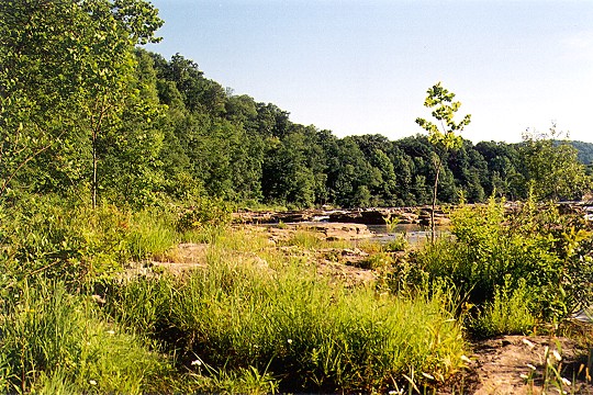 Summer Morning Greenery Along the Youghiogheny Picture