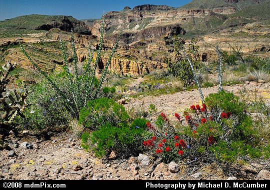 Desert Cacti and Red Wildflowers in the Superstition Mountains Picture