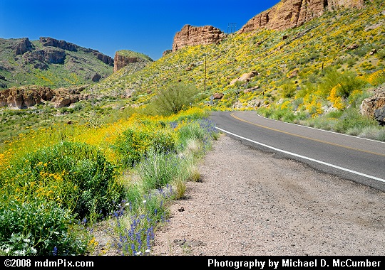 Apache Trail Historic Road Surrounded by Gold Wildflowers Picture