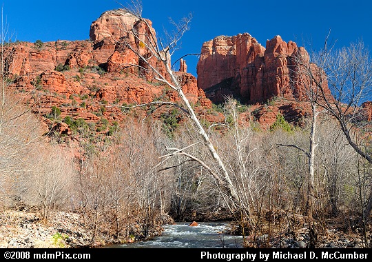 Cathedral Rock and Oak Creek with Sycamore Pointing Skyward Picture