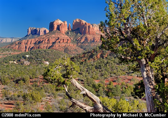 Juniper Tree Branches and Distant Cathedral Rock Picture