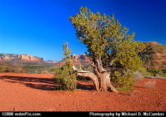 Juniper Tree in Foreground with Red Rock Country in Background Picture