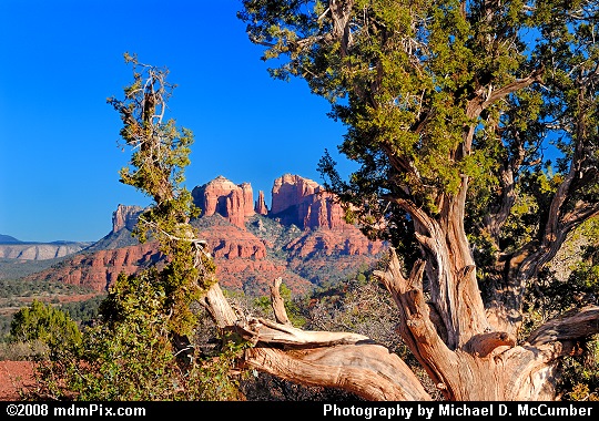 Cathedral Rock Seen through Juniper Tree Branches Picture