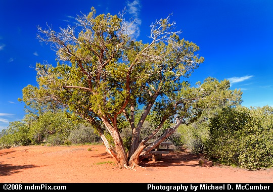 Juniper Tree Shading a Picnic Table near Sedona, AZ Picture