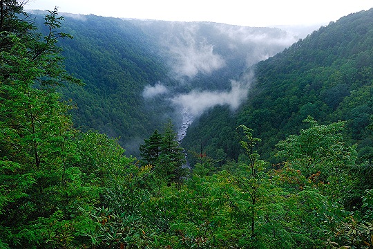 Low Clouds Flowing Through the Blackwater River Canyon Picture