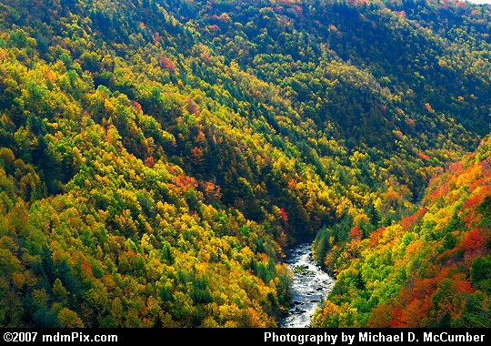 A Closer View into Blackwater Canyon with Fall Foliage Picture